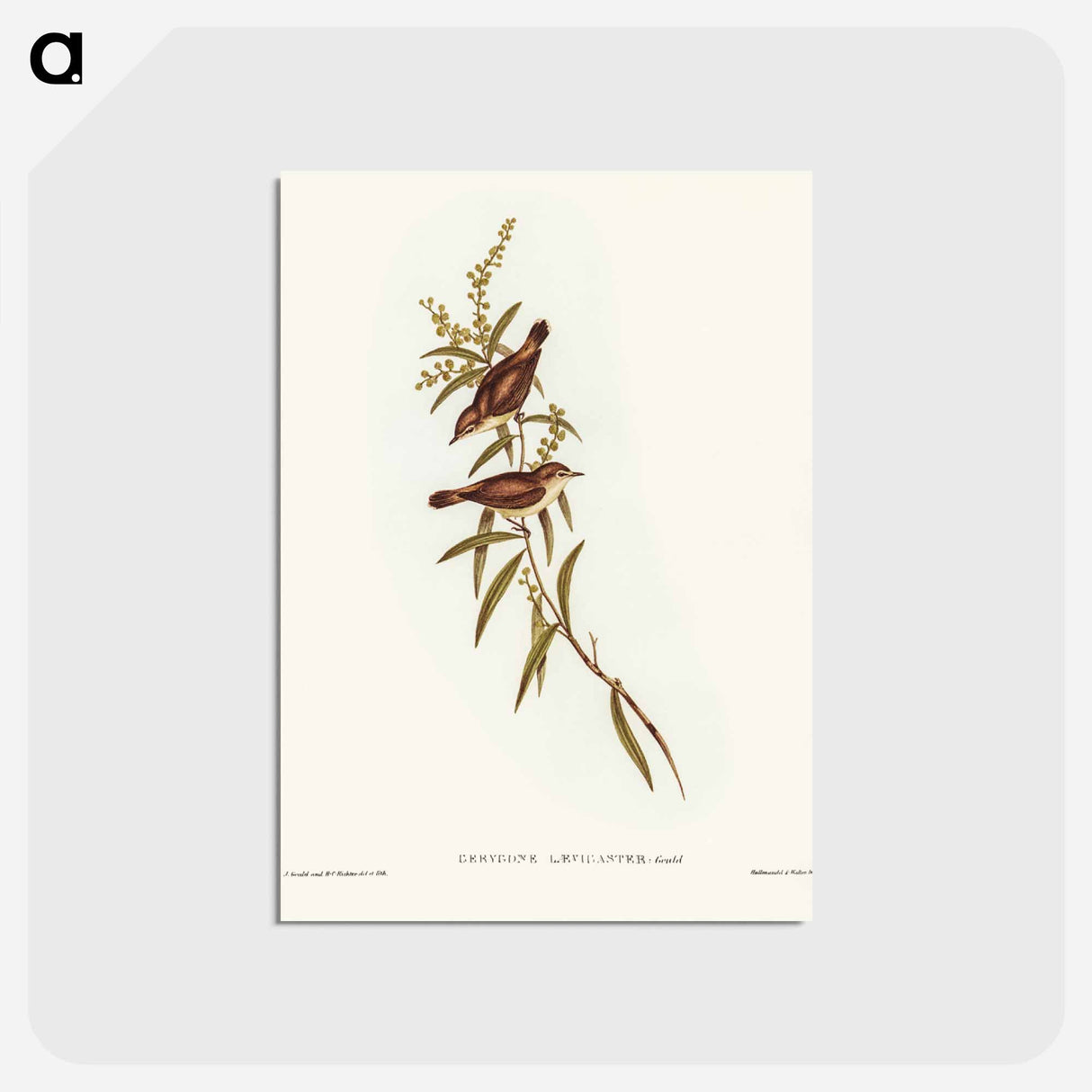 アートポストカード-Buff-breasted Gerygone
 - ジョン グールド Postcard.
