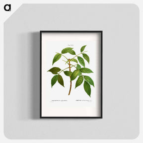 アートポスター-American ash, Fraxinus juglandifolia - ピエール ジョゼフ ルドゥーテ Poster.