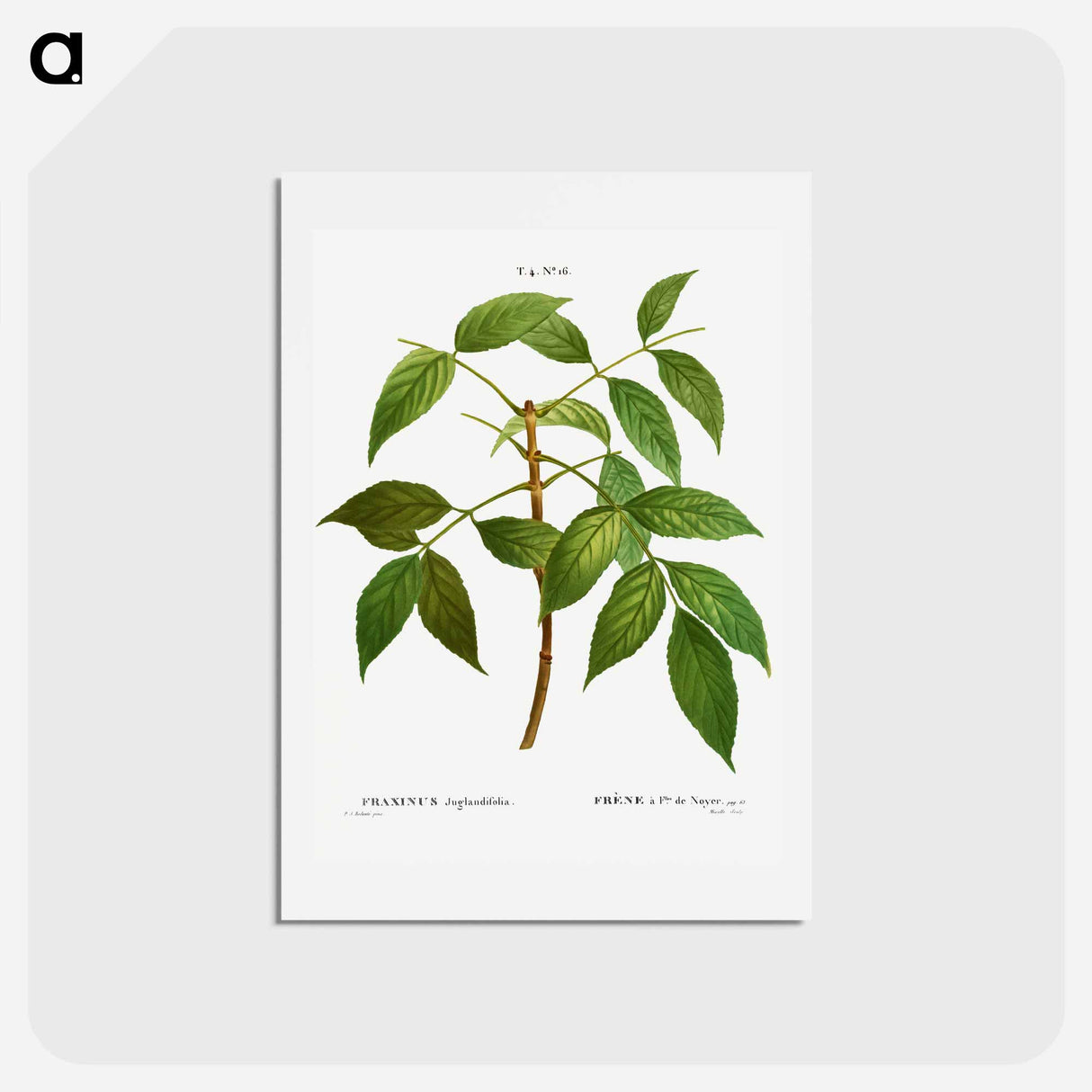 アートポストカード-American ash, Fraxinus juglandifolia - ピエール ジョゼフ ルドゥーテ Postcard.