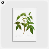 アートポストカード-American ash, Fraxinus juglandifolia - ピエール ジョゼフ ルドゥーテ Postcard.