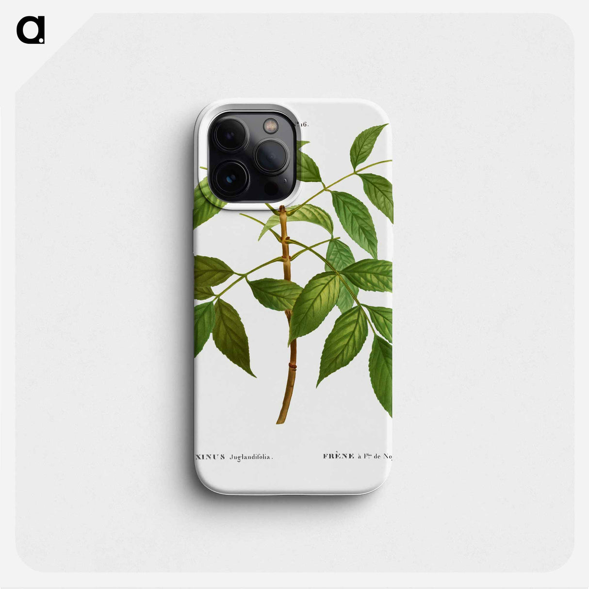 American ash, Fraxinus juglandifolia - ピエール ジョゼフ ルドゥーテ Phone Case.