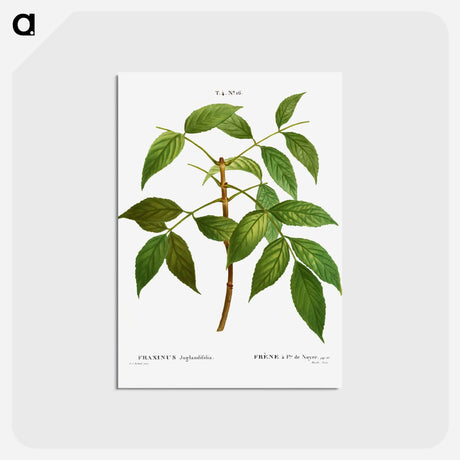 アートポストカード-American ash, Fraxinus juglandifolia - ピエール ジョゼフ ルドゥーテ Postcard.