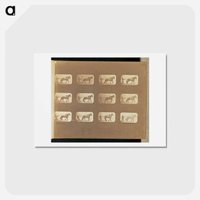 アートポストカード-Hauling
 - エドワード マイブリッジ Postcard.