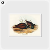 アートポストカード-Gnathodon Strigirostris
 - ジョン グールド Postcard.