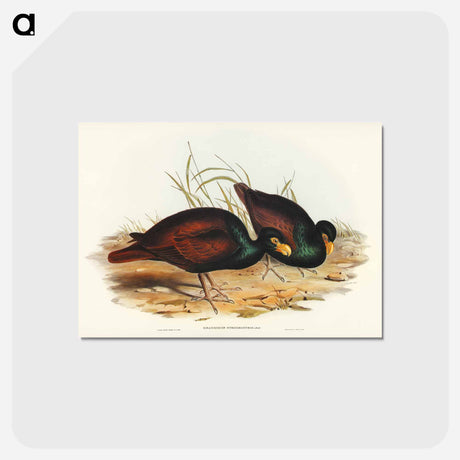 アートポストカード-Gnathodon Strigirostris
 - ジョン グールド Postcard.