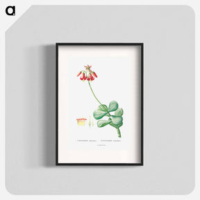 アートポスター-Cotyledon Orbiculata - ピエール ジョゼフ ルドゥーテ Poster.