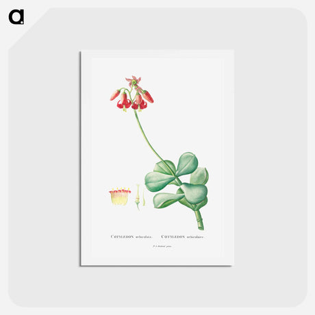 アートポストカード-Cotyledon Orbiculata - ピエール ジョゼフ ルドゥーテ Postcard.