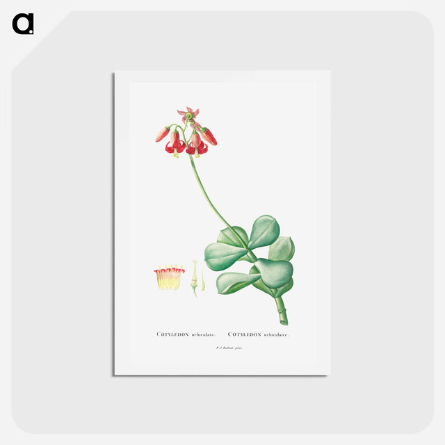 アートポストカード-Cotyledon Orbiculata - ピエール ジョゼフ ルドゥーテ Postcard.