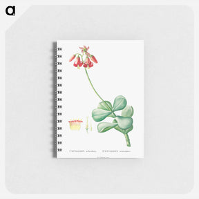 アートメモ帳-Cotyledon Orbiculata - ピエール ジョゼフ ルドゥーテ Memo.