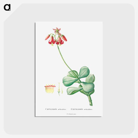 アートポストカード-Cotyledon Orbiculata - ピエール ジョゼフ ルドゥーテ Postcard.