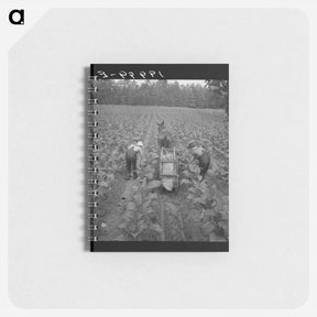 アートメモ帳-Tobacco field in early morning - ドロテア ラング Memo.
