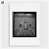 Tobacco field in early morning - Dorothea Lange Poster.