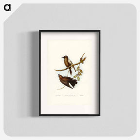 アートポスター-Grey-breasted Wood Swallow
 - ジョン グールド Poster.