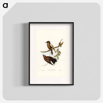 Grey-breasted Wood Swallow
 - ジョン グールド Poster.