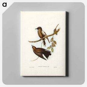 アートパネル-Grey-breasted Wood Swallow
 - ジョン グールド Canvas.