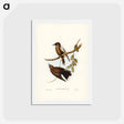 アートポストカード-Grey-breasted Wood Swallow
 - ジョン グールド Postcard.
