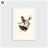 アートポストカード-Grey-breasted Wood Swallow
 - ジョン グールド Postcard.