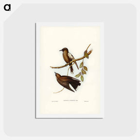 アートポストカード-Grey-breasted Wood Swallow
 - ジョン グールド Postcard.