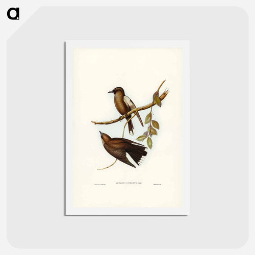 Grey-breasted Wood Swallow
 - ジョン グールド Postcard.