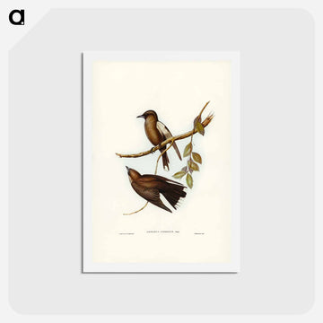Grey-breasted Wood Swallow
 - ジョン グールド Postcard.