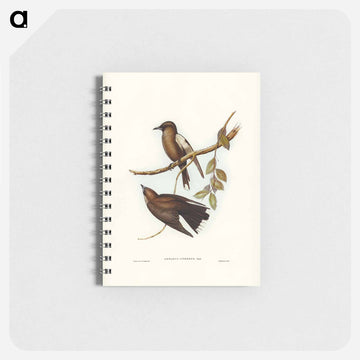 Grey-breasted Wood Swallow
 - ジョン グールド Memo.