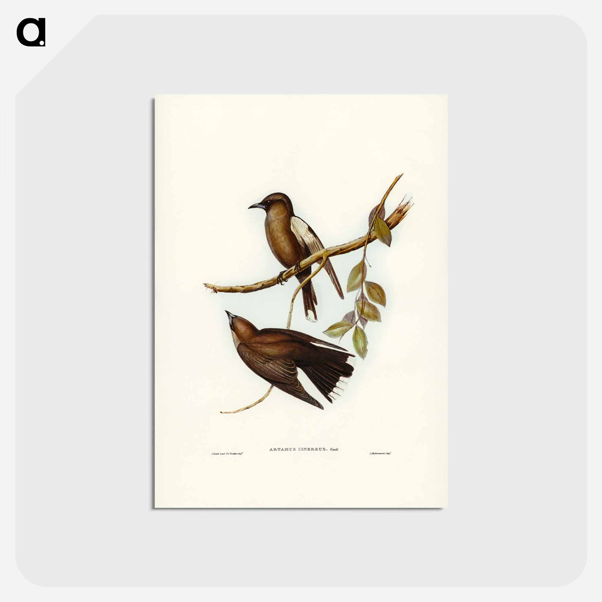 アートポストカード-Grey-breasted Wood Swallow
 - ジョン グールド Postcard.