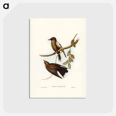 アートポストカード-Grey-breasted Wood Swallow
 - ジョン グールド Postcard.