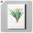 アートパネル-Crimean iris illustration - ピエール ジョゼフ ルドゥーテ Canvas.