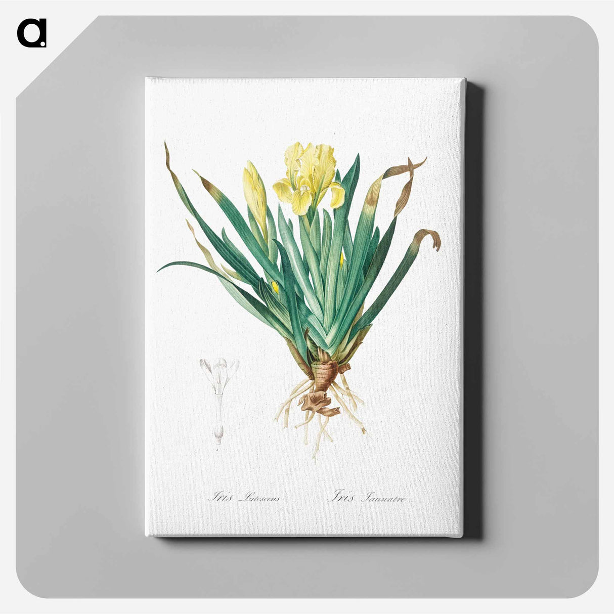 アートパネル-Crimean iris illustration - ピエール ジョゼフ ルドゥーテ Canvas.