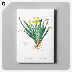 アートパネル-Crimean iris illustration - ピエール ジョゼフ ルドゥーテ Canvas.
