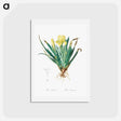アートポストカード-Crimean iris illustration - ピエール ジョゼフ ルドゥーテ Postcard.