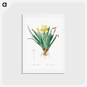 アートポストカード-Crimean iris illustration - ピエール ジョゼフ ルドゥーテ Postcard.