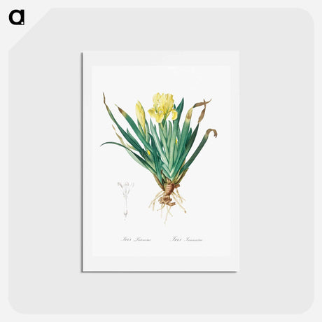 アートポストカード-Crimean iris illustration - ピエール ジョゼフ ルドゥーテ Postcard.