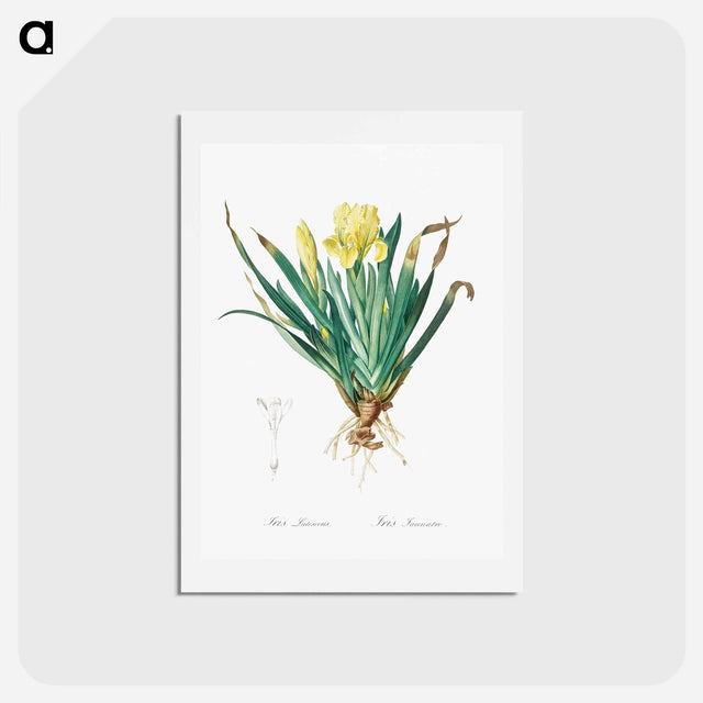 アートポストカード-Crimean iris illustration - ピエール ジョゼフ ルドゥーテ Postcard.