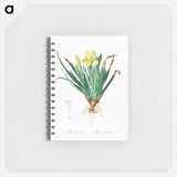 Crimean iris illustration - ピエール ジョゼフ ルドゥーテ Memo.