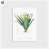 アートポストカード-Crimean iris illustration - ピエール ジョゼフ ルドゥーテ Postcard.