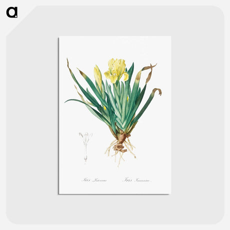 アートポストカード-Crimean iris illustration - ピエール ジョゼフ ルドゥーテ Postcard.