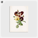 アートポストカード-Pansies
 - ボストン公共図書館 Postcard.