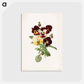 アートポストカード-Pansies
 - ボストン公共図書館 Postcard.