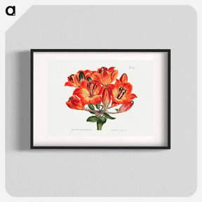 アートポスター-Orange Lily
 - クリーブランド美術館 Poster.