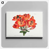 アートパネル-Orange Lily
 - クリーブランド美術館 Canvas.