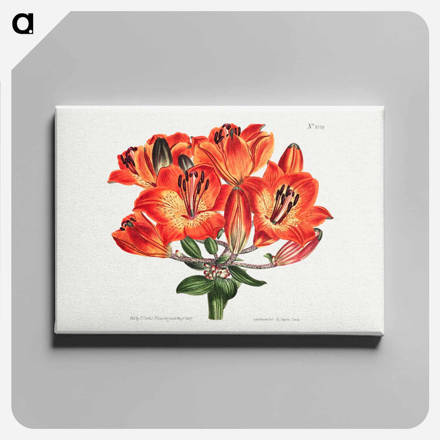 アートパネル-Orange Lily
 - クリーブランド美術館 Canvas.