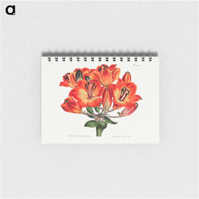 アートメモ帳-Orange Lily
 - クリーブランド美術館 Memo.