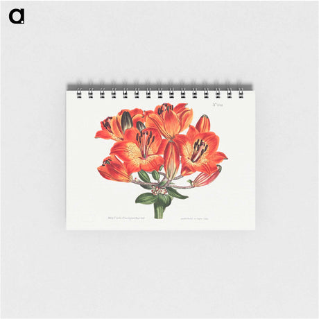 アートメモ帳-Orange Lily
 - クリーブランド美術館 Memo.