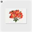 アートポストカード-Orange Lily
 - クリーブランド美術館 Postcard.