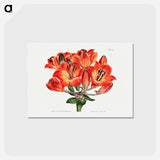 アートポストカード-Orange Lily
 - クリーブランド美術館 Postcard.