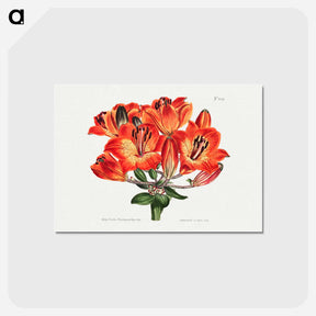 アートポストカード-Orange Lily
 - クリーブランド美術館 Postcard.
