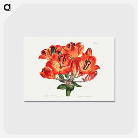 アートポストカード-Orange Lily
 - クリーブランド美術館 Postcard.