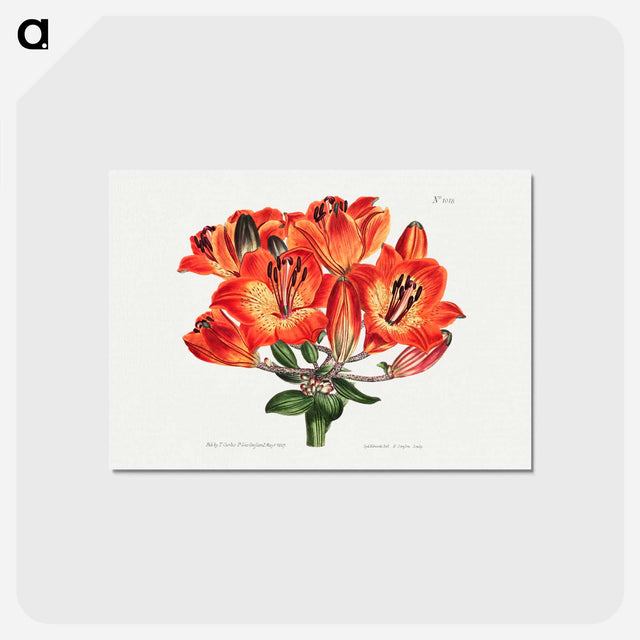 アートポストカード-Orange Lily
 - クリーブランド美術館 Postcard.