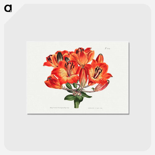 Orange Lily
 - クリーブランド美術館 Postcard.